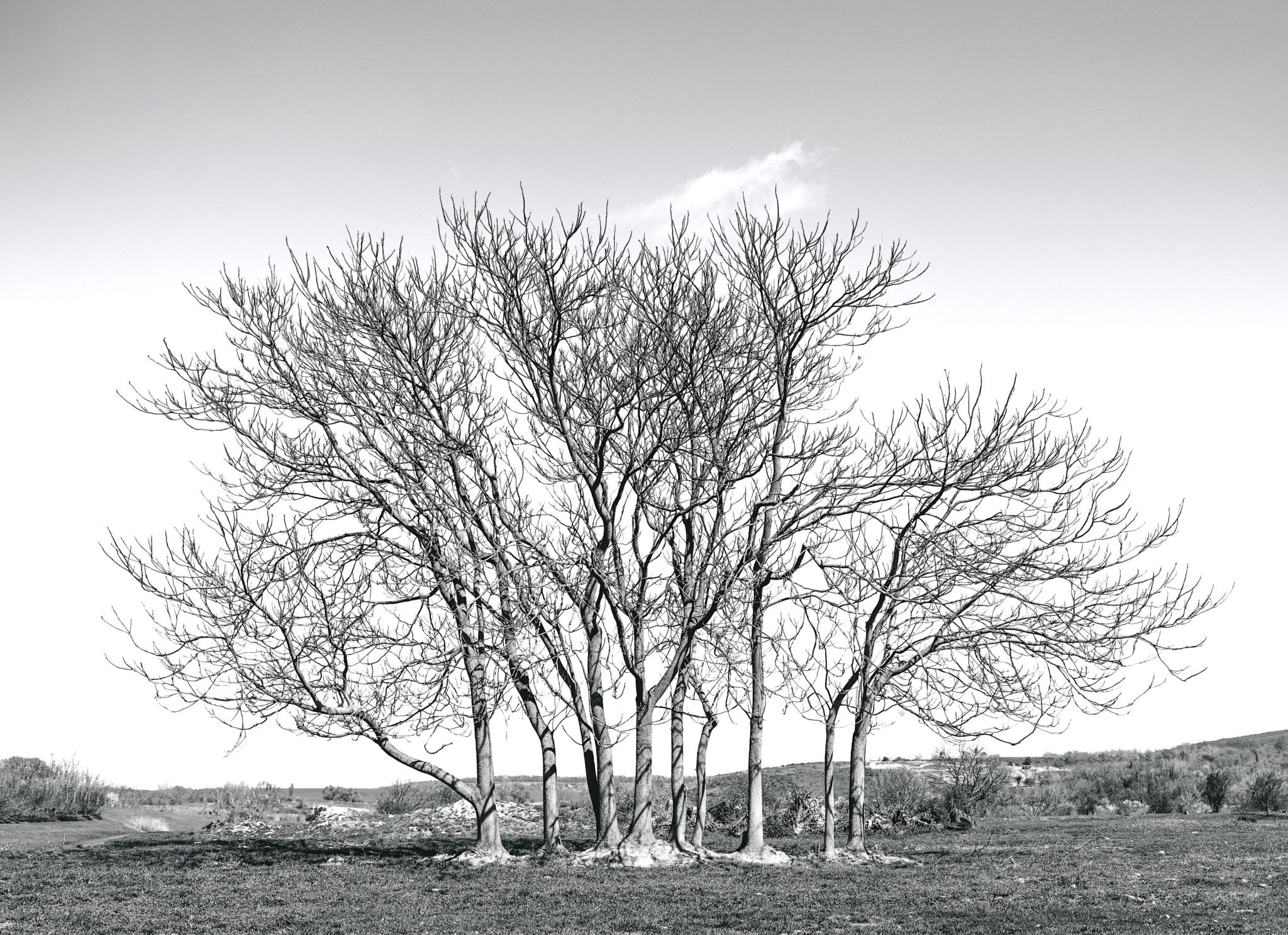 Bare trees in early spring landscape without leaves under soft midday light